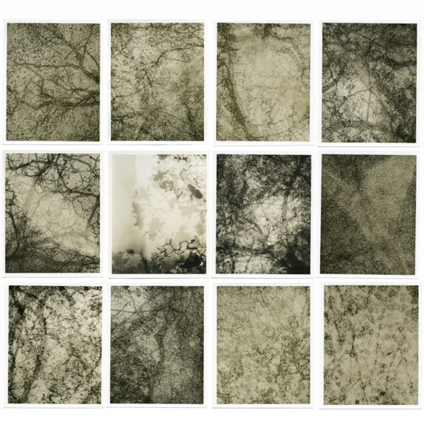 'Canopy from The Magnolias of Wilfred Aldwych' (18 unique hand printed 10x8” silver-gelatin prints.) framed 90x105cm (approx)
