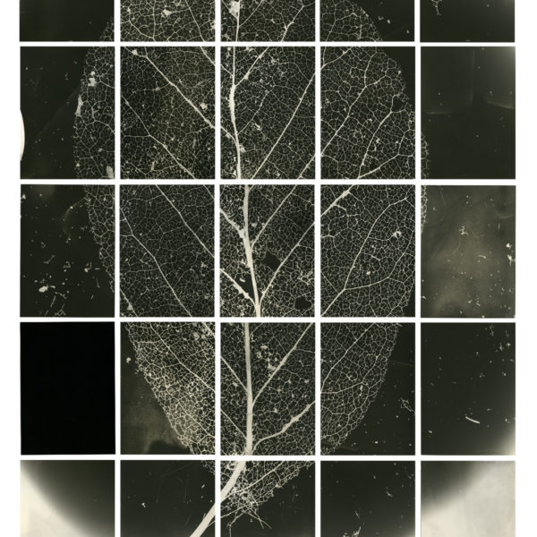 'Floor, Leaf Work No.1' from The Magnolias of Wilfred Aldwych (25 unique hand printed 7x5" silver-gelatin prints) framed 100 x 62cm (approx.)