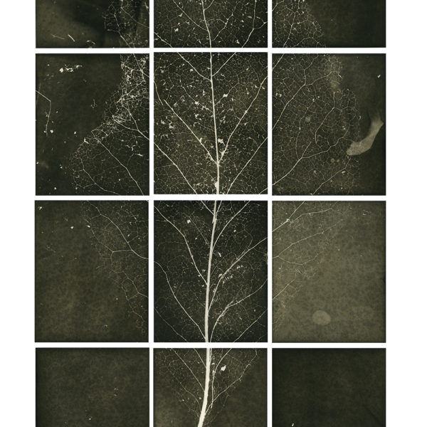 'Floor, Leaf Work No.2', From The Magnolias of Wilfred Aldwych (12 unique hand printed 10x8"silver-gelatin prints.) framed 115 x 75cm (approx)