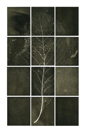 'Floor, Leaf Work No.2' from The Magnolias of Wilfred Aldwych