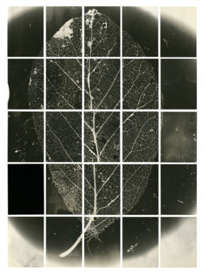 'Floor, Leaf Work No.1' from The Magnolias of Wilfred Aldwych