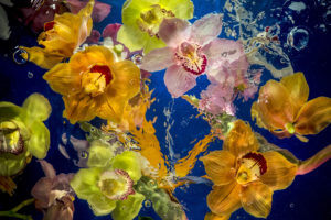 Aqua Flora No.4