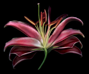 Flora Royal 1