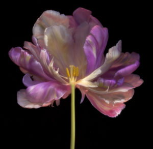 Ghost Flower 003
