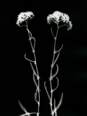 Aachillea Millefolium Yarrow