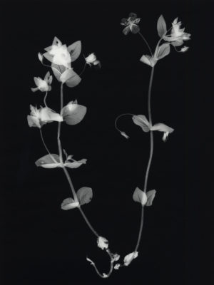 Anagallis Arvensis Scarlet Pimpernel