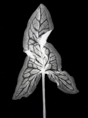 Aarum Maculatum Lords and Ladies