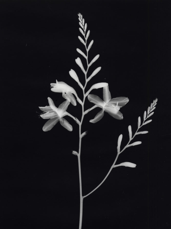 Crocosmia Monbretia