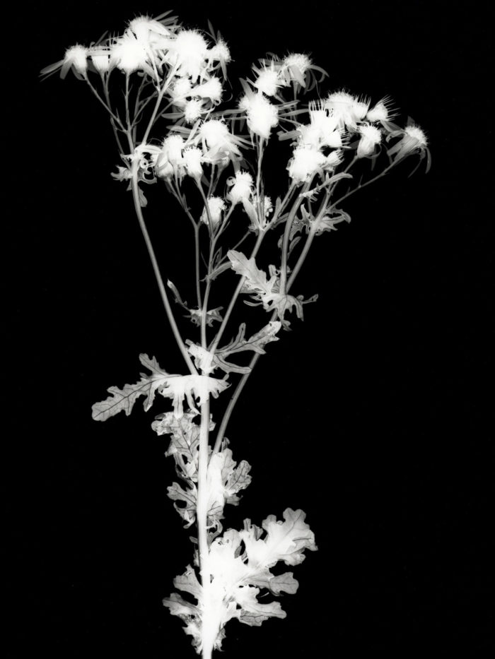 Jacobaea Vulgaris Ragwort