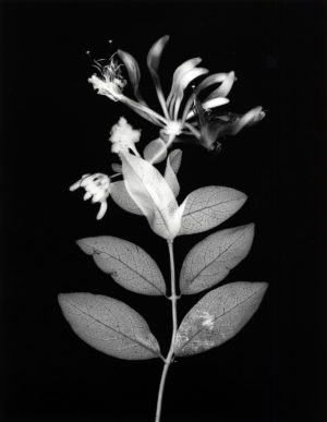 Lonicera Periclymenum Honeysuckle