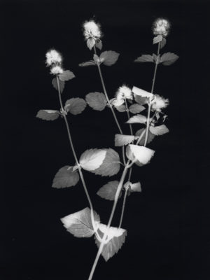 Mentha Aquatica Watermint