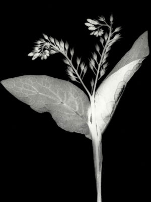 Symphytum Officinale Comfrey
