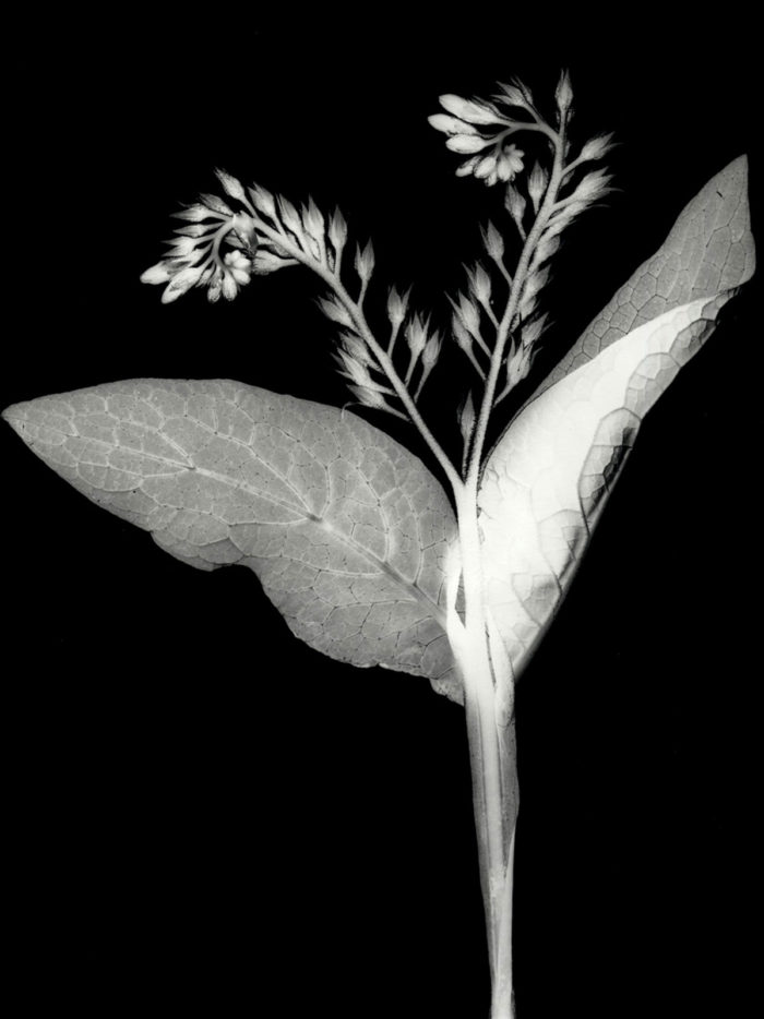 Symphytum Officinale Comfrey